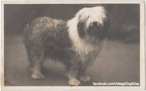 Old English Sheepdog, UK, undated