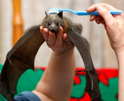 XXX why are bats stigmatized as being creepy? photo