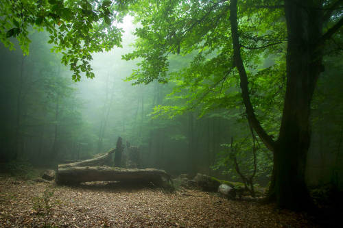 swampnymphs: green serenity by armin aminelahi