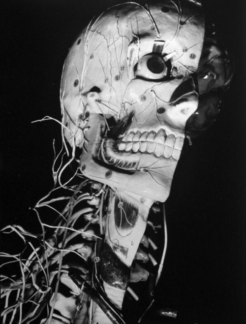 Margaret Bourke-White - Startling papier-mache model of human skull exhibited by Clay-Adams Co. as part of a large model of the human nervous system w. number wires representing various nerves, at he American Assoc. for the Advancement of Science meeting,