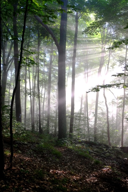 pedrodynomite:Crepuscular Rays in the Vermont forest.