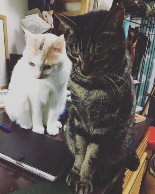 ブラッシングの順番待ち#猫 #neko #ilovemycat #catstagram #cat #ねこ #ねこ部 #ねこ好き #ねこすたぐらむ