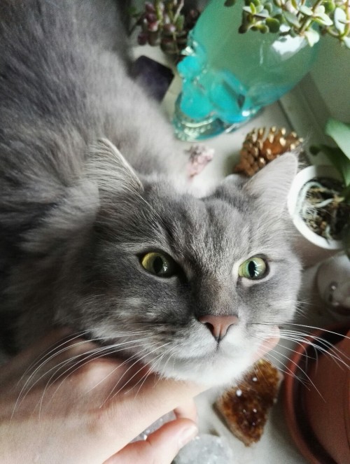 Look at this gorgeous face, Carl is such a sweet fluffy guy!