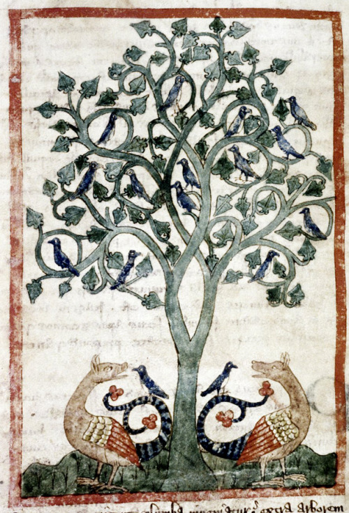 manybirdsfromthetreeoflife:Doves roost in a peridexion tree, safe from the dragons below, except for