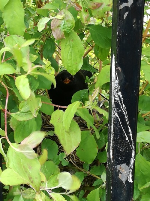 birdsimulator: @lookatthisbabybird  About two weeks ago I came across a blackbird next smack dab in 