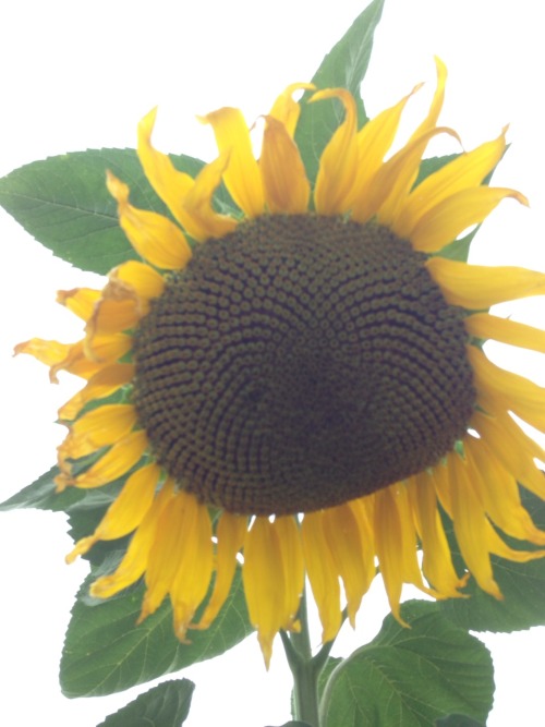 My sunflower head in full bloom on a foggy Bay Area day