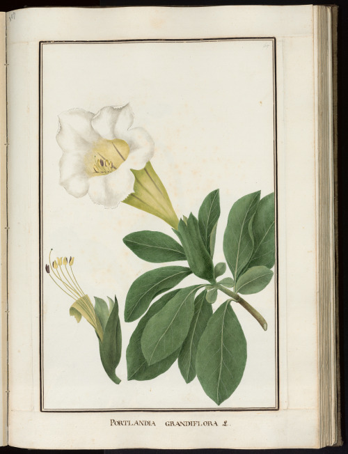 Botanical illustrations by BaldassareCattrani. PHAIDRA University of Padova archive.org