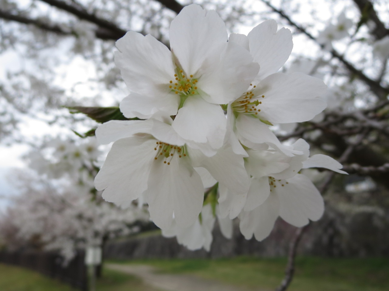 eisakux:  瀬田公園の桜。