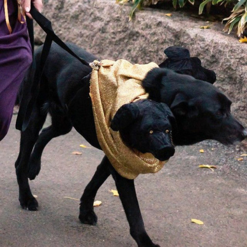 urbanfantasyinspiration: catsbeaversandducks: Cerberus Dog Costumes Via I Have Seen The Whole O