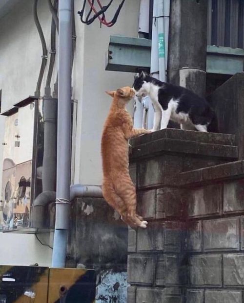 Will They Fall On Their Feet As They Say?