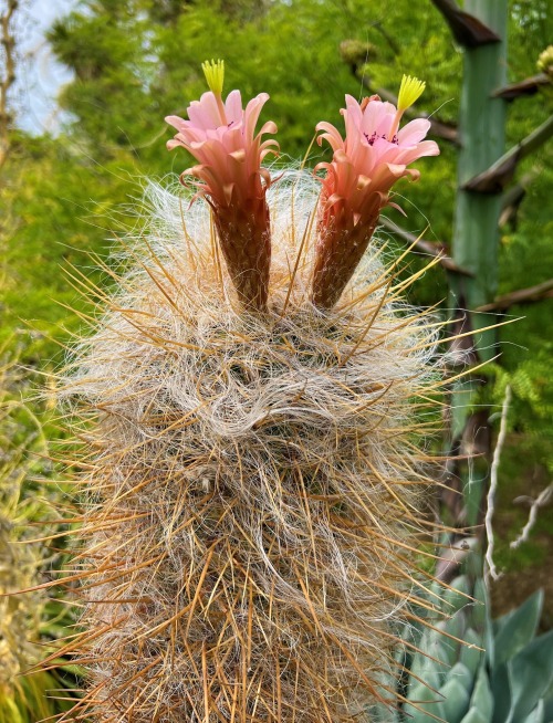 Oreocereus celsianus
Oreocereus celsianus is a columnar cactus native to the Andes in northern Argentina and adjacent Bolivia. Its long white hairs give it the common name of “old man of the Andes”. Its tubular pinkish flowers have greenish stigmas...
