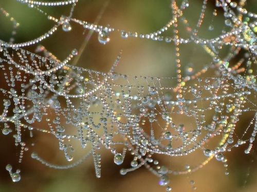 scinerds:Rainbow Fragments on Spider WebsThe entangled pearl necklaces pictured above are actually d