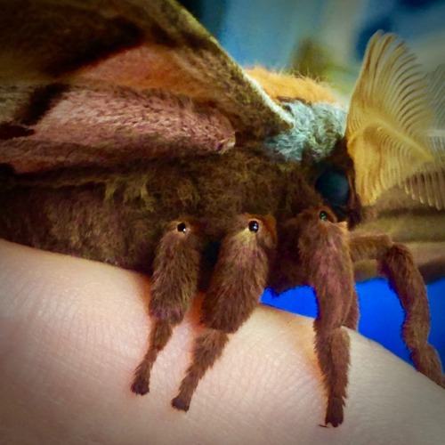 Polyphemus Moth (Antheraea polyphemus) ♂ One time, a visitor brought a random cocoon they found outs