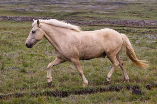 visualizedmemories:“Icelandic horses”