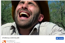 Havanapitbull:theres This Guy On Youtube Who Just Gets Stung By Increasingly Deadly/Painful