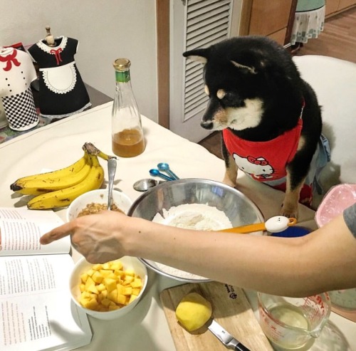 mustardtigress:shiba sam puts on her apron to help bake her sister’s birthday cakeThe implications o