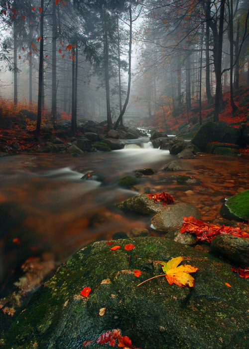 coiour-my-world:
““Autumn mist” | Karkonosze, Poland || Karol Nienartowicz
”