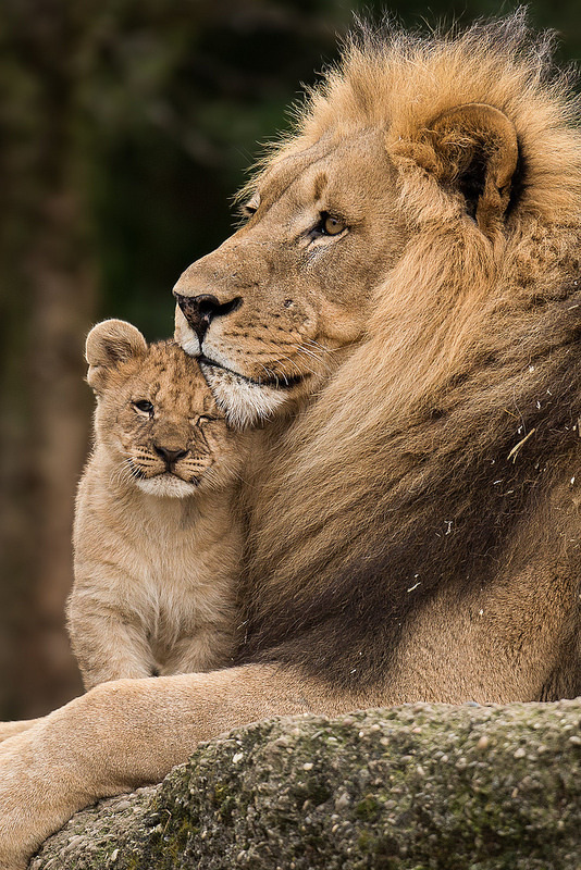 theperfectworldwelcome:  vurtual:  just an other daddy Kuscheling (by old.gear) 