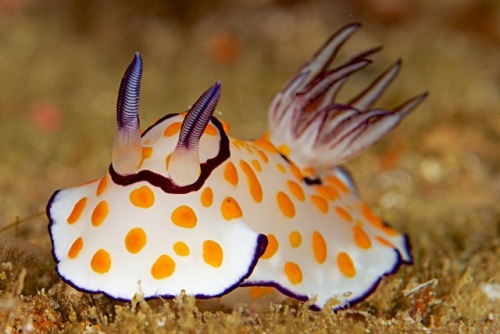 anudibranchaday:The Fried-Egg Nudibranch (Chromodoris annulata) has interesting colouration and an e