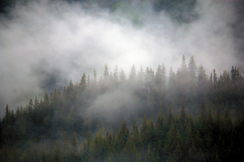 pineandantler: always mist neil bergman