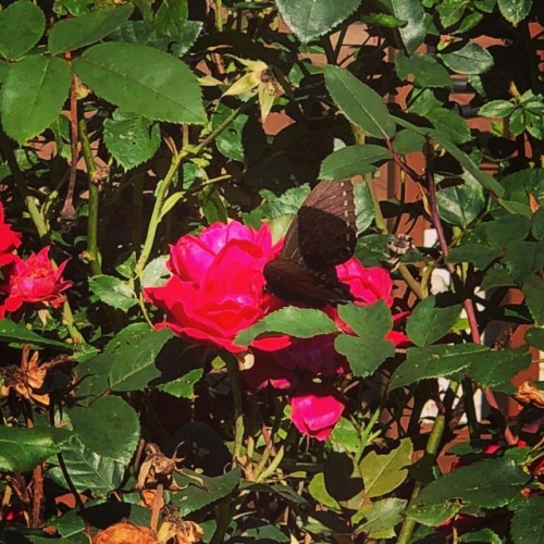 <p>Happy Wednesday. Here’s a butterfly on a rose. I noticed it while walking back to the house from the cabin. I had to go to the cabin because that’s where we feed #busterkeaton now because of how mean Gretchen is to him. Every time he comes near the main porch she hisses and swipes at him. But at least everyone has some space and we are seeing Buster every day. Those are the updates from #catland. Also, that butterfly on a rose is pretty nice. (at Fiddlestar)</p>