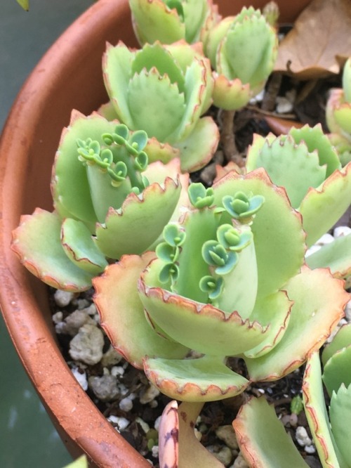 succulents4life:Mother of thousands thriving