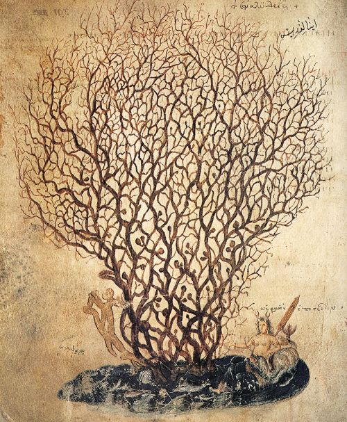 nobrashfestivity:  The Vienna Dioscurides or Vienna Dioscorides is an early 6th-century Byzantine Greek illuminated manuscript of an even earlier 1st century CE work, De materia medica (Περὶ ὕλης ἰατρικῆς : Perì hylēs iatrikēs in