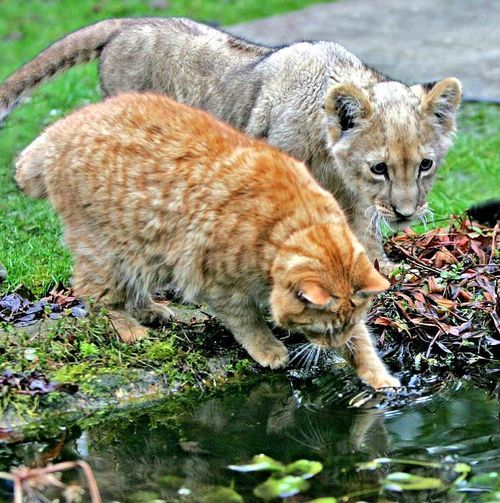 wolverxne:  Arnie, a stray cat who became known for his extraordinary talent as a “babysitter” of abandoned newborn animals brought to the Linton Zoo, passed away peacefully last week.  Arnie’s favorite creatures were lion cubs, and he babysat
