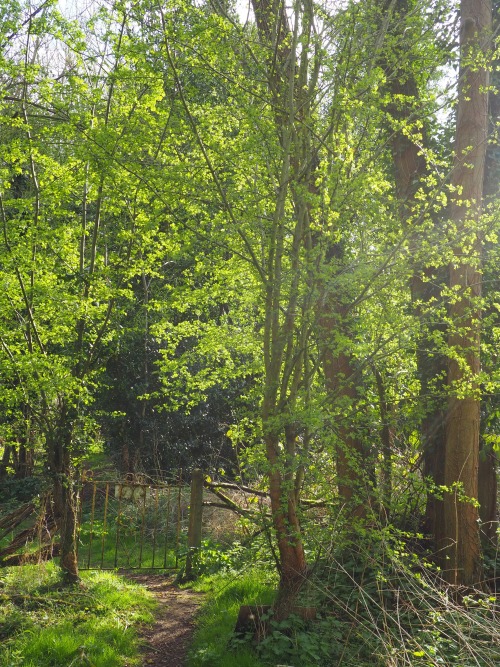 Bintree Woods, Norfolk14th April 2022
