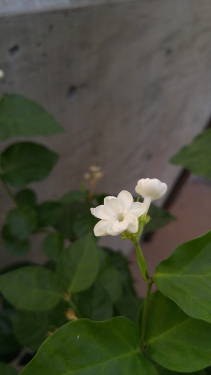 Jasminum sambac is in the olive family Oleaceae. Commonly known as Arabian jasmine, it is native to 