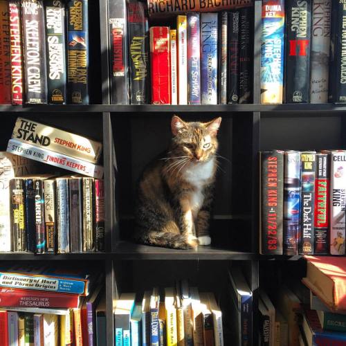 zachdionne:Librarian cat  It’s been years and this one’s still circulating. Great job Ir