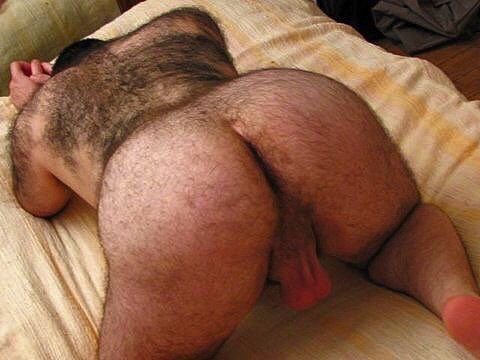 dutchbear74:  I’m hungry for some Hairy Big Ass 🔝