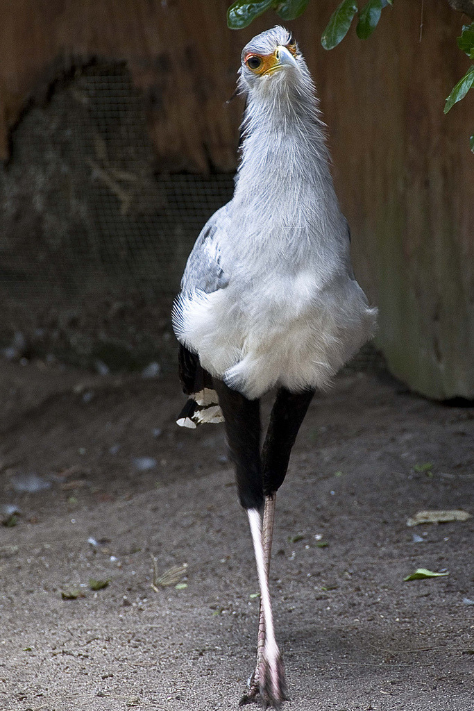 differential:   Marie-Marthe GagnonThe Elegant and Sexy Secretary Bird, Sagittarius