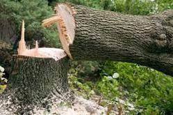Cutting Tree at Kakamega School destroys classroom block