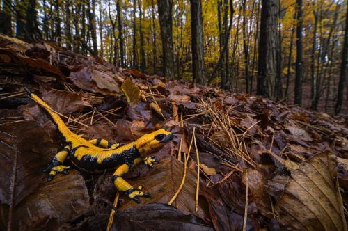 There’s a fire in the beech forests of Italy, it’s the European fire salamander (Salaman