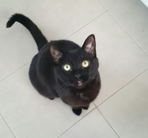 danceonthetide:Smile. Meow. Blep.