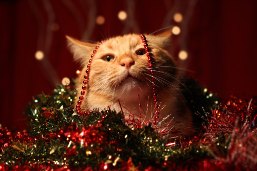 cat-parlour:  Merry Christmas from Shogo porn pictures