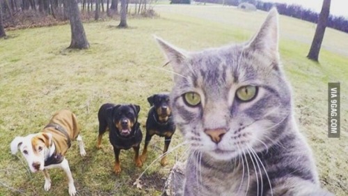 why these pets look like they about to drop the most gangster rap album of 2017 :D :D :D :D :D :D :D