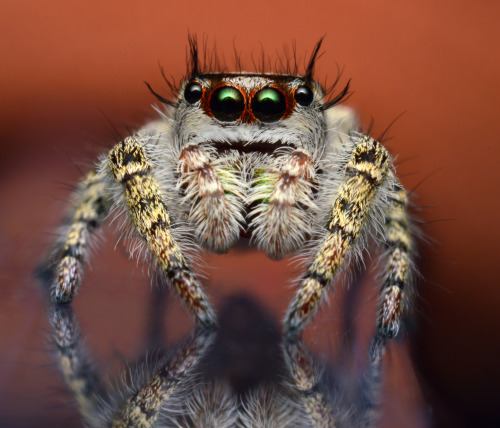 kas-e: P.Otiosus - Adult female Lyssomanes viridis - Adult maleP.Otiosus - Subadult female Lyssomane