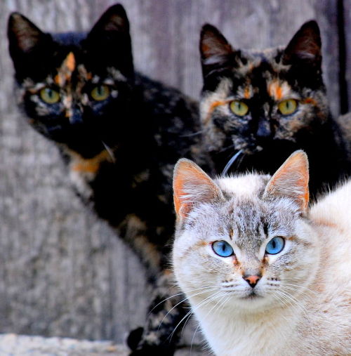 magical-meow:Jesus Solana ~ A group of cats catting around