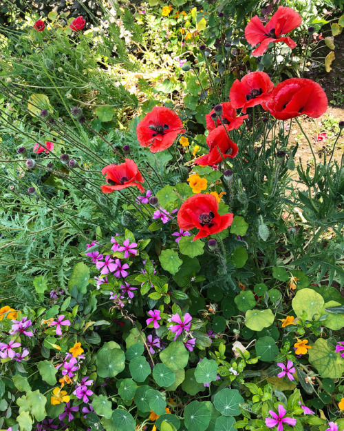 Some beautiful flower beds and palms on our way back to Jaipur from Bhimtal. #Flora #Beaut #Poppies 