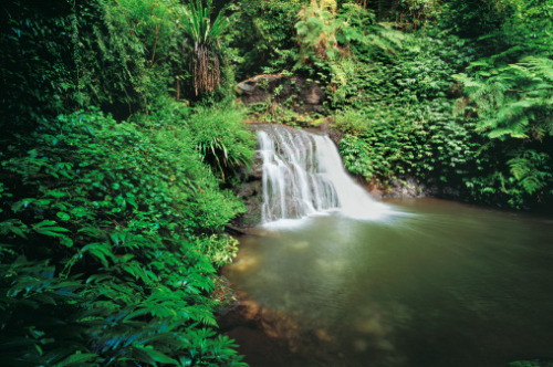 oceaniatropics:  triple falls, toolona creek, SE Queensland 