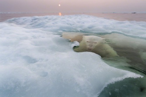 nevver: Wildlife Photographer of the Year