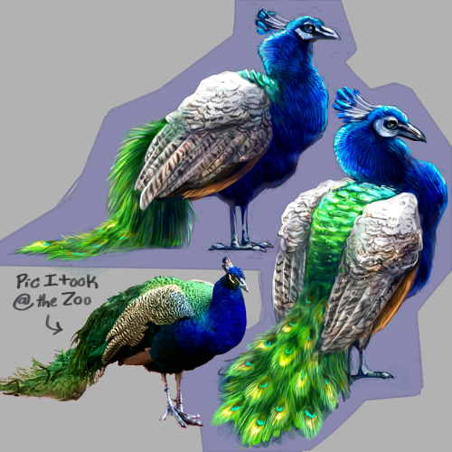  Study of some peacocks i saw at the New Orleans zoo last year. They weren’t like, in exhibits