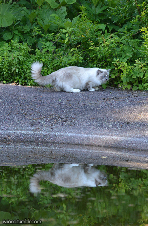 jossisgod: booksandcatslover: isriana: More pics of my ragdoll boy Nemo’s outdoor adventures t