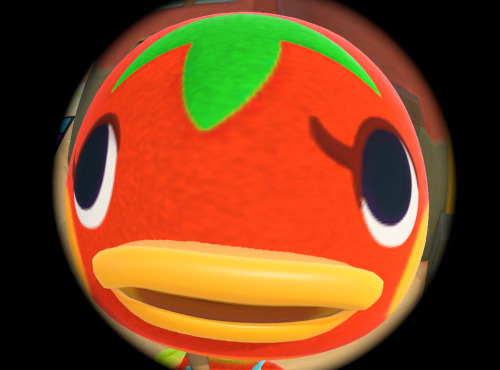 malcolmreeds: new animal crossing update is a 10/10 based on the camera alone