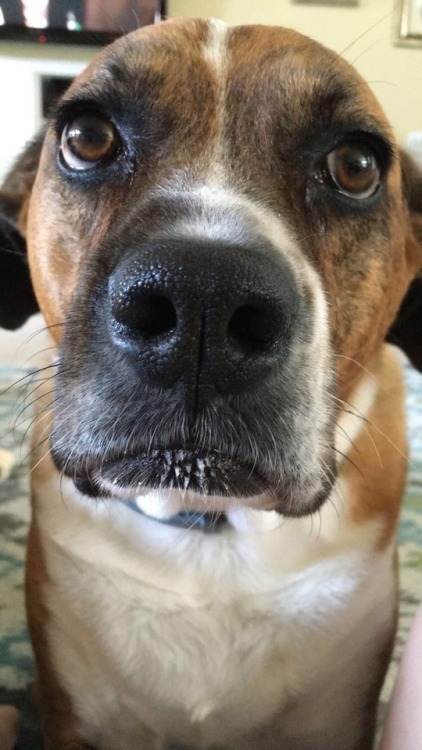 handsomedogs:This is Tilly, a half boxer half mystery (we think pit bull but we’re not sure). She’s scared of most things but she loves her people and spends her time gazing soulfully into my eyes.