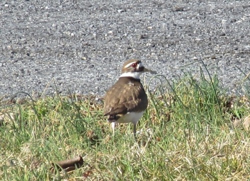 The killdeers are back, loud but wary.I was left in no doubt about why this bird&rsquo;s species nam