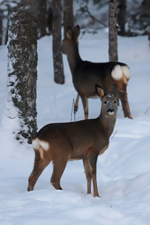 Roe deer/rådjur.