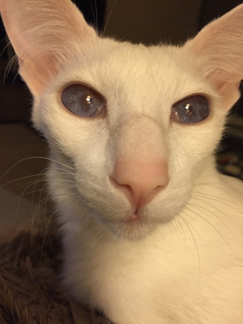 pangur-and-grim:pangur-and-grim:I have trouble describing her eyes(x) I no longer have trouble descr